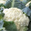 Cauliflower All Year Round. Very Versatile. 1