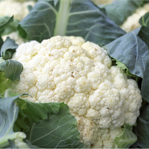 Cauliflower All Year Round. Very Versatile.