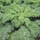 CURLY KALE Westland Autumn. 2