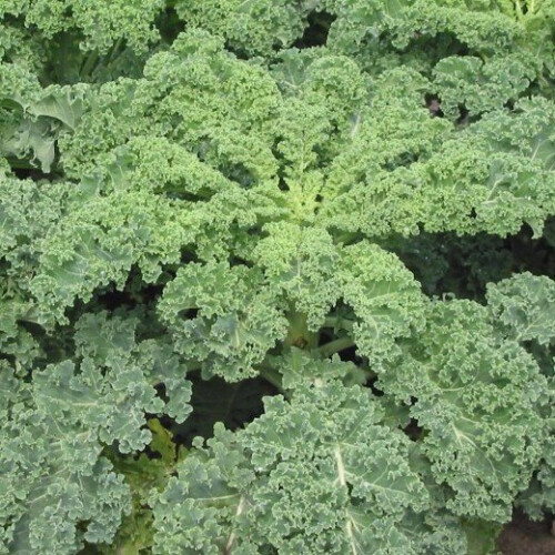 CURLY KALE Westland Autumn. 1