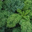 CURLY KALE Westland Autumn. 3