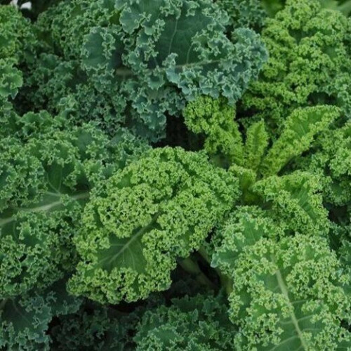 CURLY KALE Westland Autumn. 2