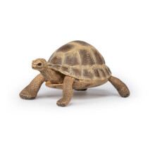 Tartaruga de Hermann