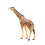 Papo - Estatueta Girafa cabeça erguida 8