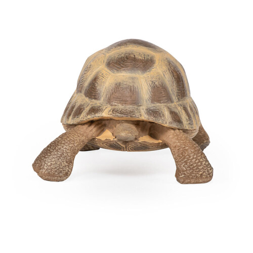 Tartaruga de Hermann 1