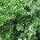 Plain Leaf Parsley. Also called French Parsley. 2