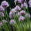 CHIVES. A very popular herb. 3