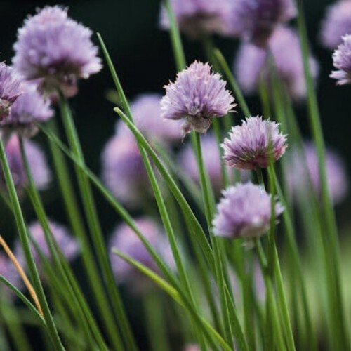 CHIVES. A very popular herb. 2