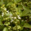 BASIL. Much better known as Sweet Basil. 4
