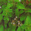 OREGANO. Used as a seasoning. 2