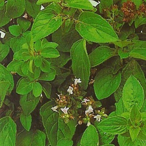 OREGANO. Used as a seasoning. 1