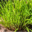 CHIVES. A very popular herb. 4