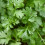CORIANDER. Spicy with a fresh taste. 2