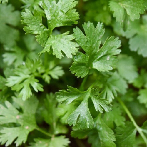 CORIANDER. Spicy with a fresh taste. 1