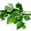 Plain Leaf Parsley. Also called French Parsley. 3