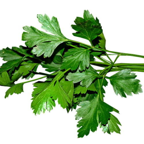 Plain Leaf Parsley. Also called French Parsley. 2