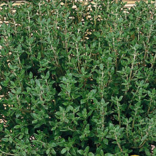 THYME. One of the oldest herbs in culinary use.