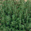 THYME. One of the oldest herbs in culinary use. 1