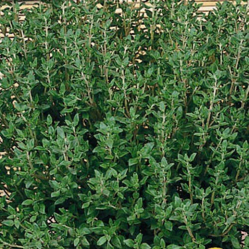THYME. One of the oldest herbs in culinary use.