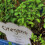 OREGANO. Used as a seasoning. 3