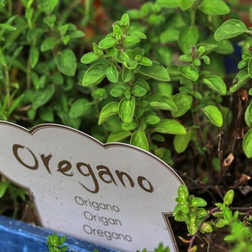 OREGANO. Used as a seasoning. 2