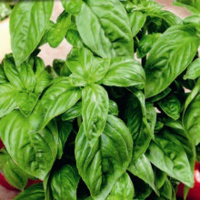 BASIL. Much better known as Sweet Basil.