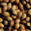 CORIANDER. Spicy with a fresh taste. 3