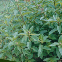 MINT. mentha piperita.