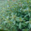 MINT. mentha piperita. 1