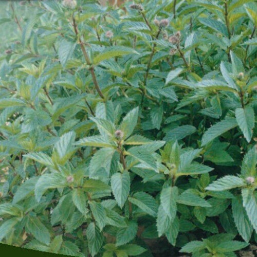 MINT. mentha piperita.