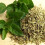 OREGANO. Used as a seasoning. 4