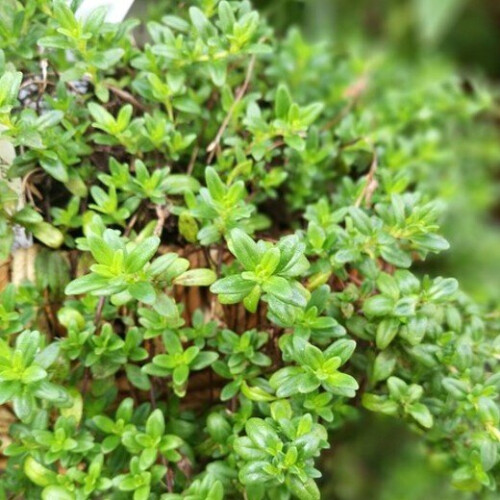 THYME. One of the oldest herbs in culinary use. 1