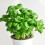 BASIL. Much better known as Sweet Basil. 2