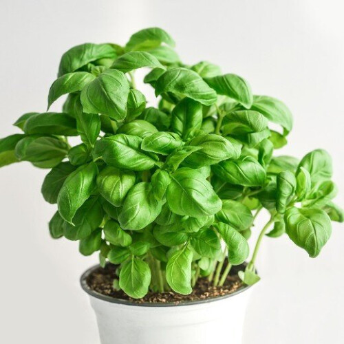 BASIL. Much better known as Sweet Basil. 1