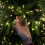 (Green) The Christmas Workshop 480 Micro LED Cluster Lights 8