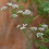 CORIANDER. Spicy with a fresh taste. 4