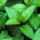 MINT. mentha piperita. 2