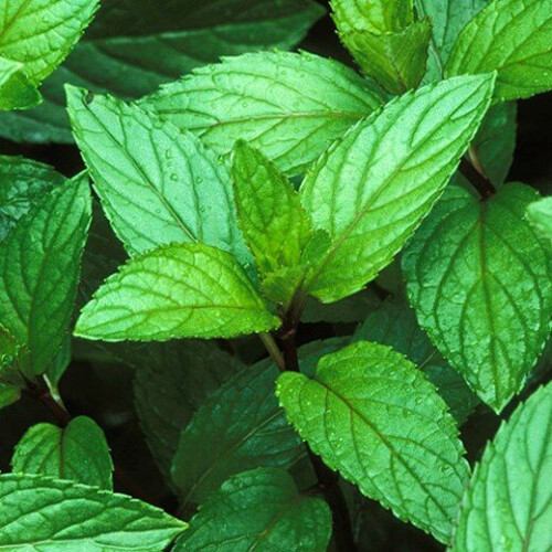 MINT. mentha piperita. 1