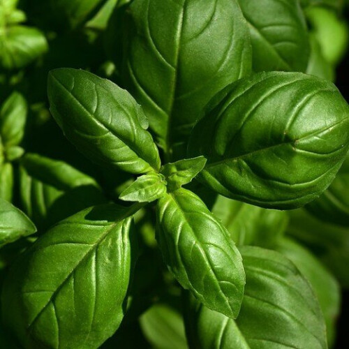 BASIL. Much better known as Sweet Basil. 2