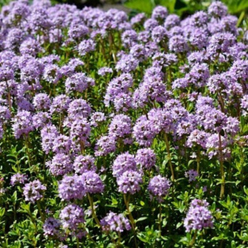 THYME. One of the oldest herbs in culinary use. 2