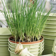 CHIVES. A very popular herb.