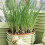 CHIVES. A very popular herb. 1