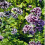 OREGANO. Used as a seasoning. 1