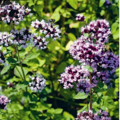 OREGANO. Used as a seasoning.