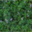 MINT. mentha piperita. 3