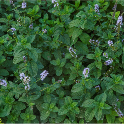MINT. mentha piperita. 2