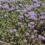 THYME. One of the oldest herbs in culinary use. 4
