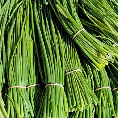 CHIVES. A very popular herb. 1