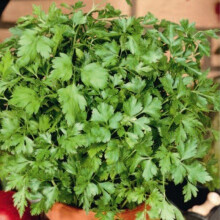 Plain Leaf Parsley. Also called French Parsley.