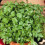 Plain Leaf Parsley. Also called French Parsley. 1